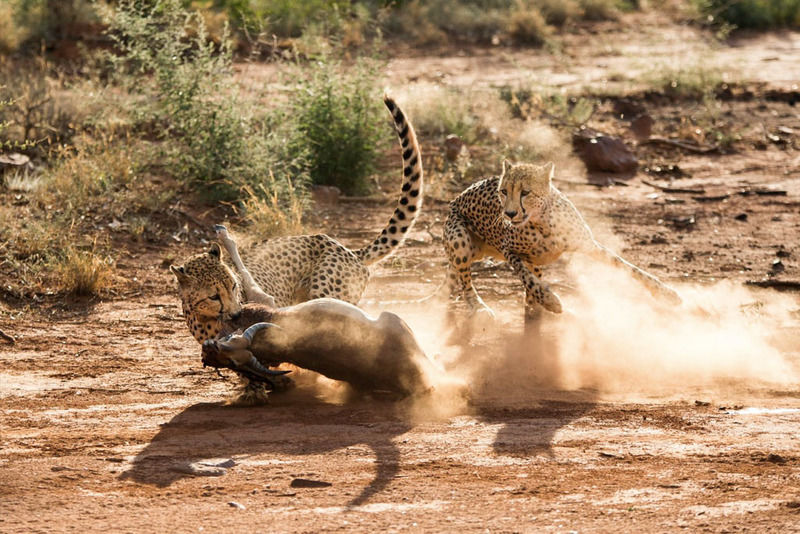 Impodimo Game Lodge Madikwe Game Reserve Eksteriør billede
