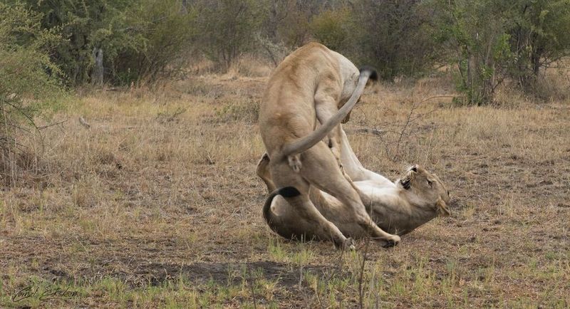 Impodimo Game Lodge Madikwe Game Reserve Eksteriør billede